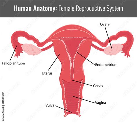 Female Reproductive System Detailed Anatomy Vector Medical Vector De