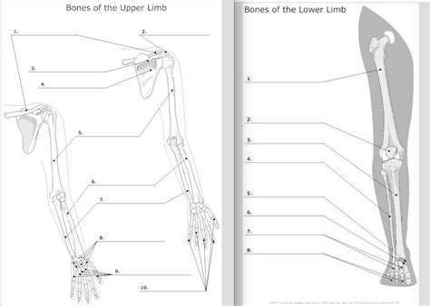 Bones Arms And Legs Diagram Quizlet