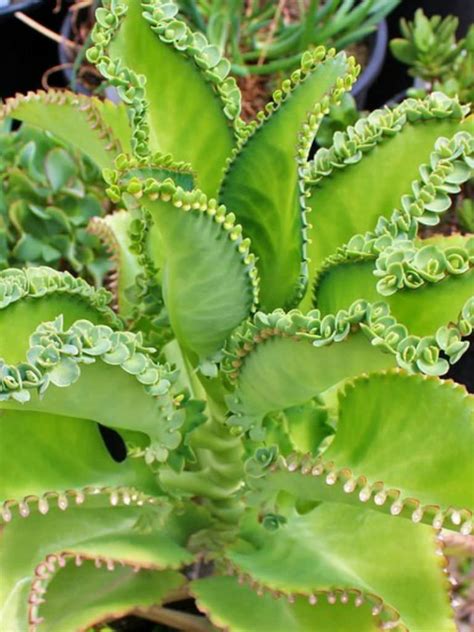 Kalanchoe Daigremontiana Mexican Hat Plant World Of Succulents