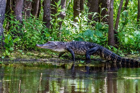 14 Alligator Facts In Florida