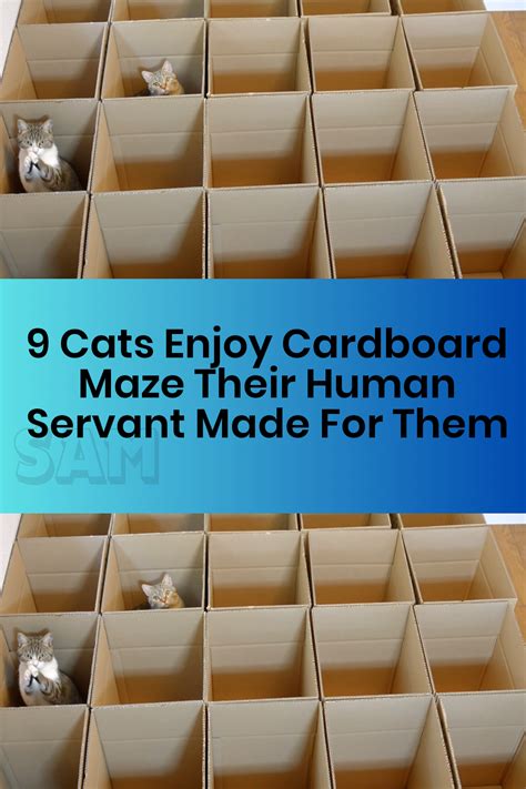 9 Cats Enjoy Cardboard Maze Their Human Servant Made For Them Artofit