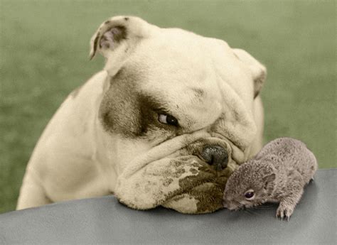 The Cutest Pairs Of Unlikely Animal Bffs Glamour