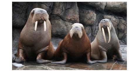 Pacific Walruses Housed At Six Flags Discovery Kingdom In Vallejo