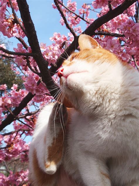 Sakura Cat Scratching Tanakawho Flickr