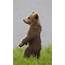 Bear Cub Caught Practising His Dance Moves  Caters News Agency