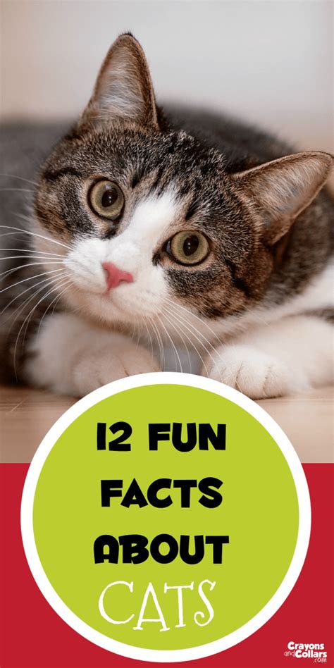 12 Fun Facts About Cats Fun Facts About Cats Cat Facts Cat Behavior