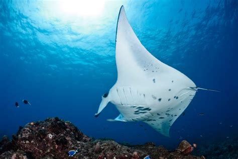 Giant Manta Ray Facts And Information Guide American Oceans