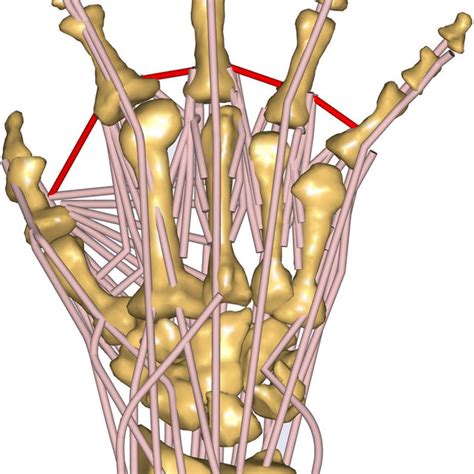 Pdf A New Musculoskeletal Anybody™ Detailed Hand Model