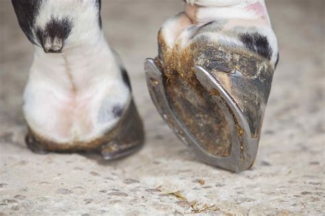 Hoof Problems In Horses Symptoms Causes Diagnosis Treatment
