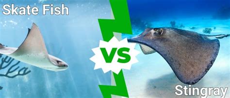 Skate Fish Vs Stingray 4 Key Differences Explained Imp World