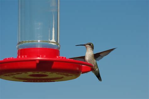 Best Time To See Hummingbird Migration In Indiana 2024 Roveme