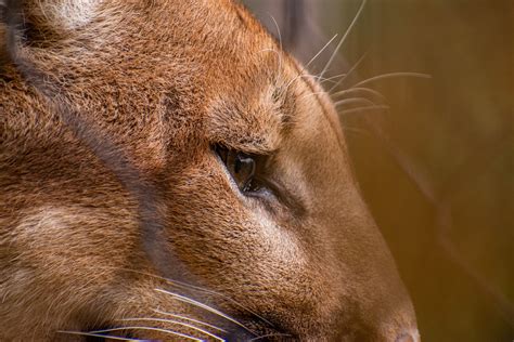 Cougar Eye Seen At The Okc Zoo Patrick Vallely Flickr
