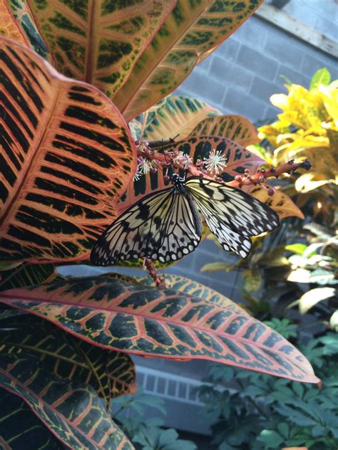 Flutter Over To This Local Paradise Butterfly Species