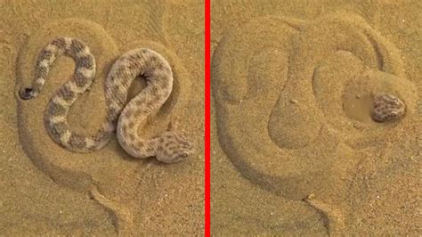 This Is How A Sand Viper Conceals Itself For An Ambush News Times