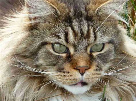 Long Haired Tabby Cat Types Breeds Patterns