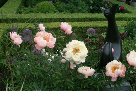 Check spelling or type a new query. PFLANZENKOMBI: BUCHS PFINGSTROSE ZIERLAUCH STERNDOLDE GRAS ...