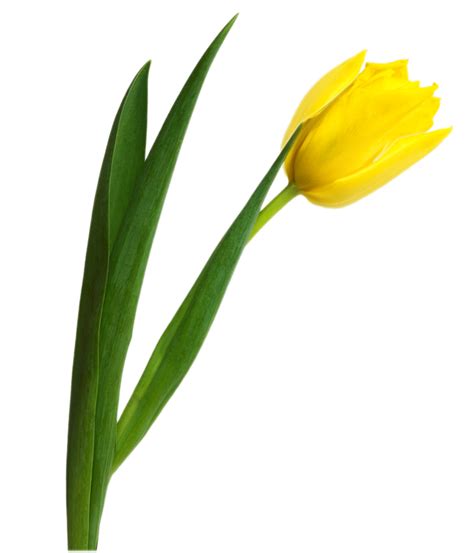 Yellow Tulip Transparent Image Png Arts