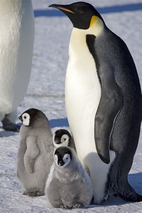 Study Recommends Special Protection Of Emperor Penguins