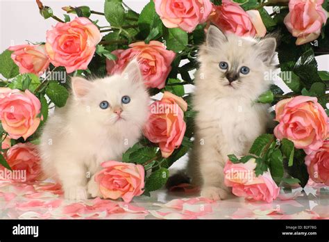Sacred Cat Of Burma Two Kittens Among Pink Roses Stock Photo Alamy
