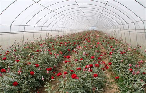 云南大棚种植玫瑰技术云南大型玫瑰种植基地大棚种植玫瑰大山谷图库