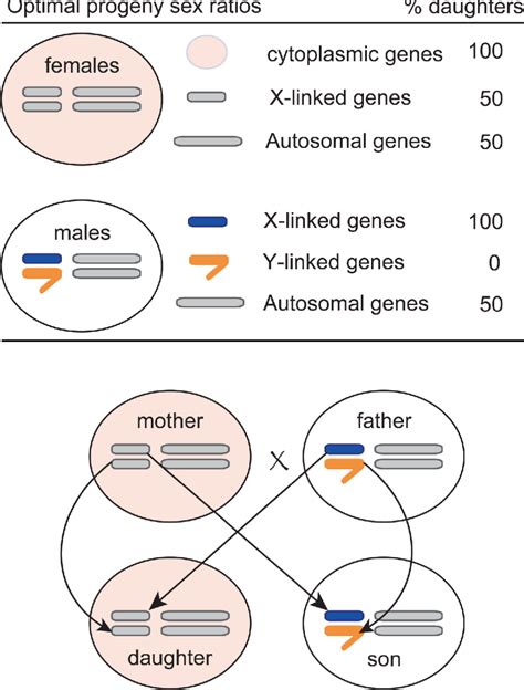 Figure 1 From Genetic Conflict And Sex Chromosome Evolution Semantic