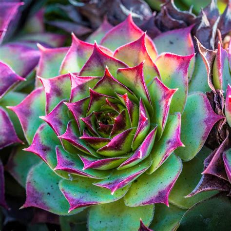 Eight Colorful Succulents