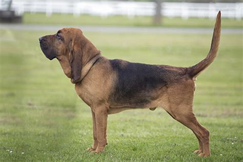 Bloodhound Breeds A To Z The Kennel Club