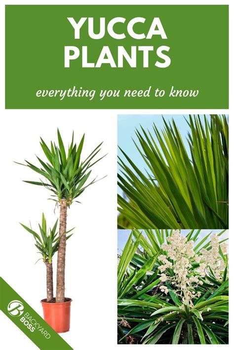 Everything You Need To Know About Caring For Yucca Plants Yucca Plant
