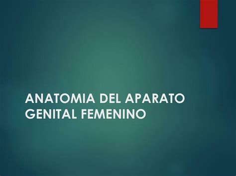 Anatomía Del Aparato Genital Femenino Pedro Sátira Udocz