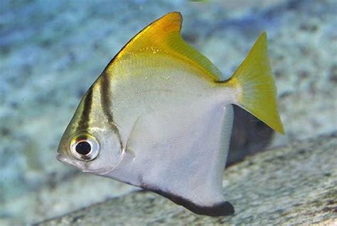 Silver Moonyfish Si Ikan Lucu Berbentuk Segitiga Nakama Aquatics