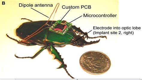 The Cellular Scale Remote Controlled Cyborg Insects