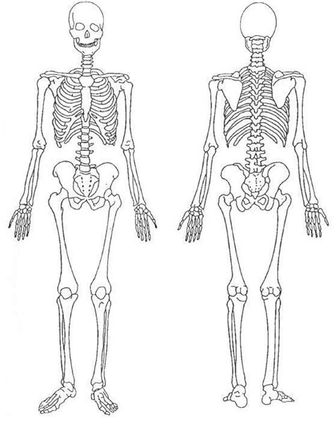 Scaletowidth 558×705 Body Bones Human Anatomy Drawing Human