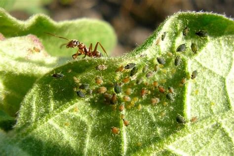 How To Control Aphids 9 Companion Plants That Repel Aphids Companion