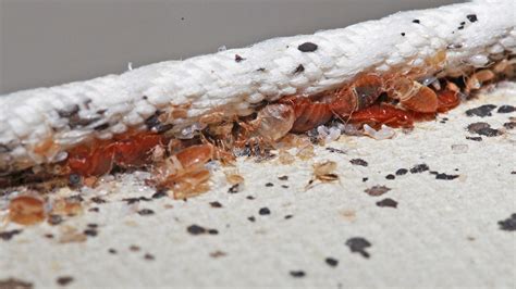 One of the common hiding places for bed bugs is do bed bugs live in mattresses? Are bed bugs worse than we thought? | School Integrated ...
