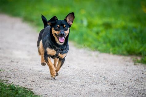 Cheerful Dog Run Stock Image Image Of Friendly Live 73760233