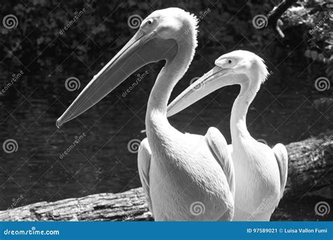 White Pelicans Portrait Stock Image Image Of Fauna Neck 97589021