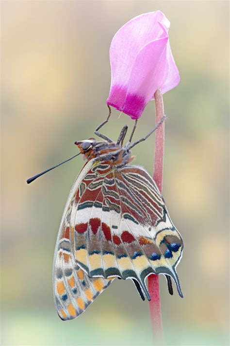 Come Fotografare Una Farfalla Parte Prima Antonio De Santis Fotografie