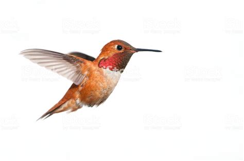 rufous hummingbird male white background xl royalty