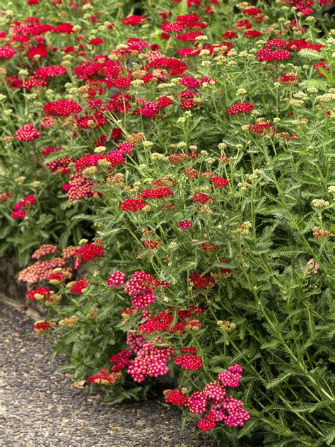 Achillea Millefolium Red Velvet Red Velvet Yarrow World Of