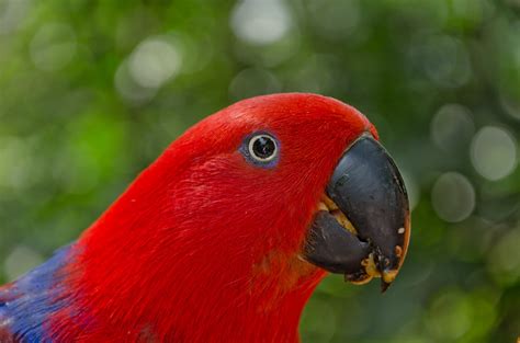 Eclectus Parrot Bird Tropical 32 Wallpapers Hd Desktop And Mobile