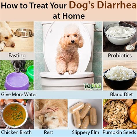 How To Treat Your Dogs Diarrhea At Home Top 10 Home Remedies