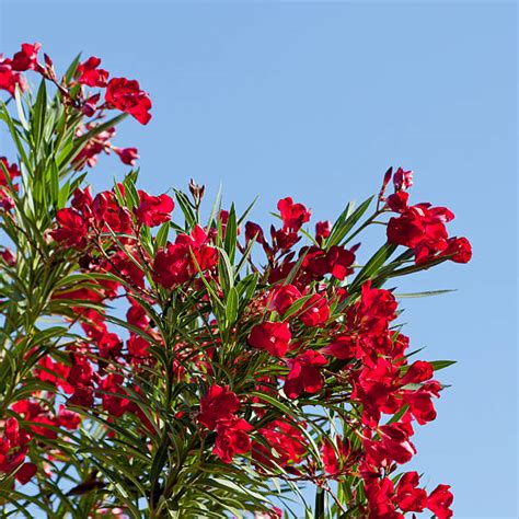 Oleander Photos Pictures Stock Photos Pictures And Royalty Free Images