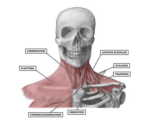 Neck And Chest Muscles Diagram Neck And Chest Anatomy Anatomy
