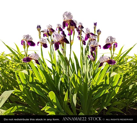 Flower Garden Png Image Png Mart