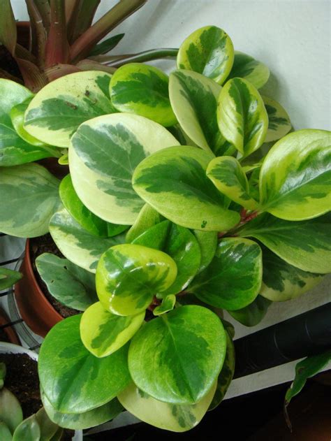 Photo Of The Entire Plant Of Baby Rubber Plant Peperomia Obtusifolia