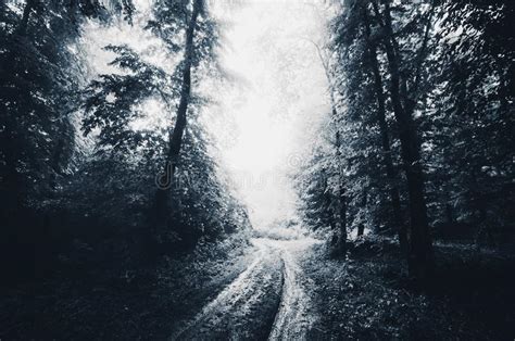 Dark Path Haunted Woods Night Stock Images Download 251 Royalty Free