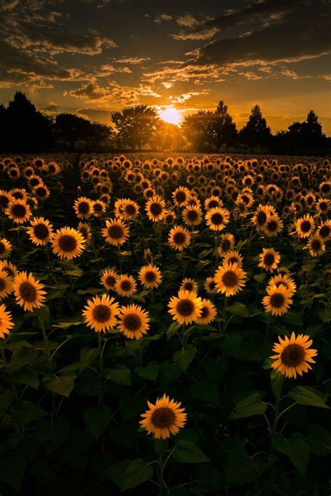 Pin By 𝒞𝒶𝓇𝑜𝓁𝒾𝓃𝒶 On Sky Nature Photography Sunflower Wallpaper