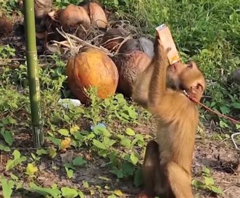 Thailand Proves Human Labor For Coconuts Harvesting Monkeys For