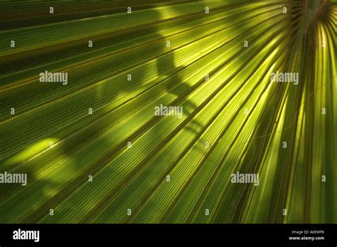 Backlit Palm Frond Stock Photo Alamy
