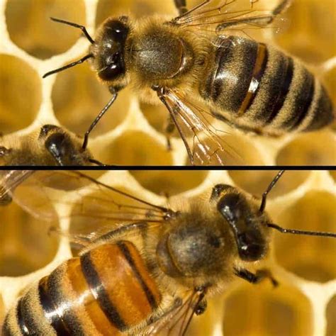 What Are Best Types Of Honey Bees Types Of Honey Types Of Honey